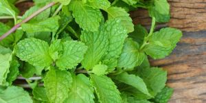 Mint Leaf
