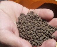 Musk Ambrette Seed Oil
