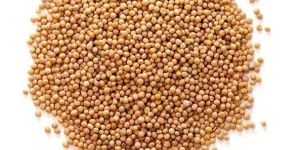 Mustard Seeds Yellow