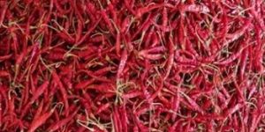 Red Chilli