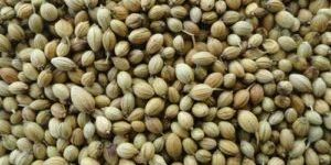 Coriander Seeds