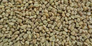 Fenugreek Seeds