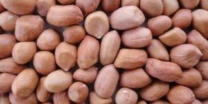 Hps Groundnut Kernels (Peanuts)