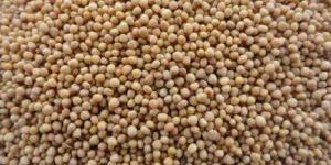 Mustard Seeds