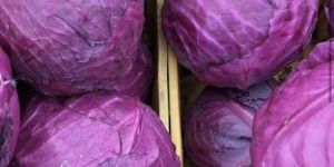 China Cabbage