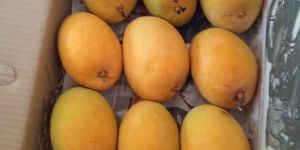 Fresh Alphonso Mango