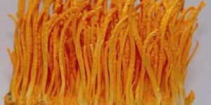 Cordyceps Militaris