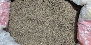 Cumin Seeds