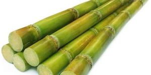 Fresh Sugarcane Stick