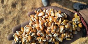Yellow Maize Seeds