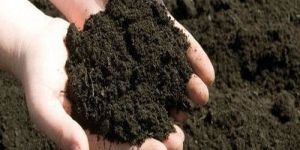 Organic Vermicompost