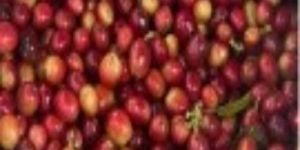 Arabica Robusta Coffee Beans