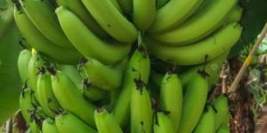 Bananas