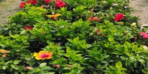 Hibiscus Plants