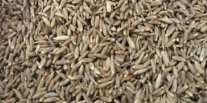Cumin Seeds