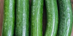 English Cucumber