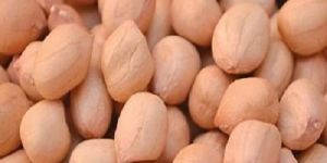Peanut Kernels