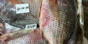 FROZEN TILAPIA FISH FILLET