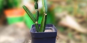 Hadjod Plant Natural Support for Bone Health