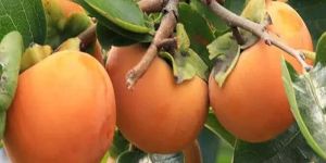 Persimmon Plant
