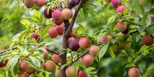 Plum Plant