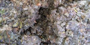 Boswellia Serrata