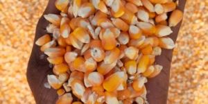 Maize