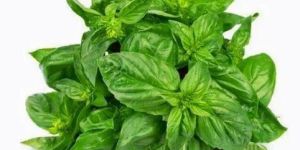 Fresh Basil Leaves