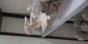 Fresh Oyster Mushroom