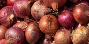 Fresh Red Onion