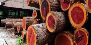 Natural Red Sandalwood Logs