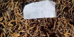 Cordyceps Sinensis Mushroom