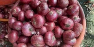 Red Onion