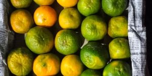 Citrus Fruit
