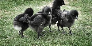 Kadaknath Chick