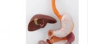 Human Digestive System Model