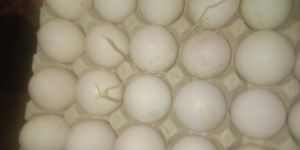 White Egg