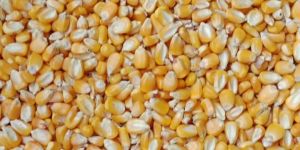 Maize