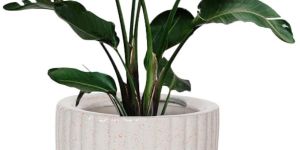 Ceramic Plant Pot