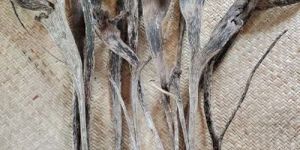 14 Inch Exotic Dried Flower