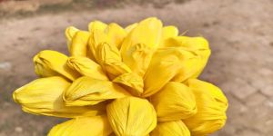 Dried Yellow Corn Husk Flower