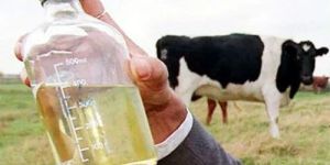 Distillate Cow Urine