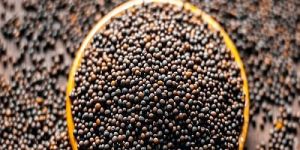 Black Mustard Seeds
