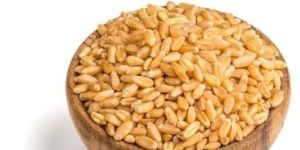 Durum Wheat Grain