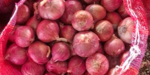 Red Onion