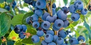 Premium Blueberry Tissue Culture Plants
