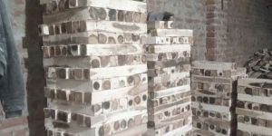 Acacia Wood Logs