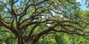 Grand Wide Branch Ancient Oak Tree