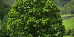 Green Dome Valley Oak Tree