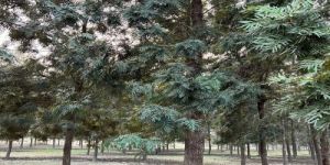Healthy Plantation Grade Silver Oak Trees